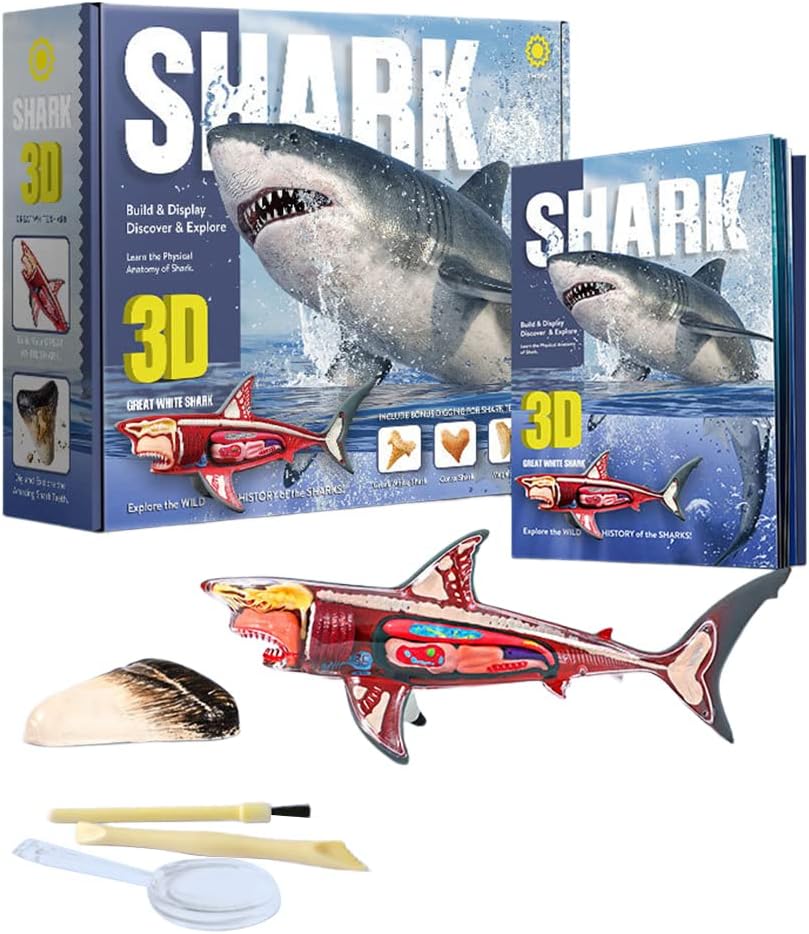 3D Shark Anatomy Model