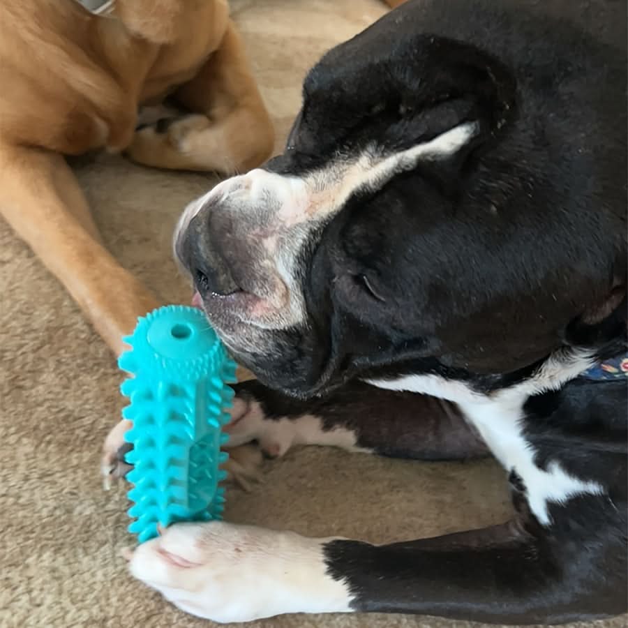 Durable Dog Chew Toothbrush for Cleaning