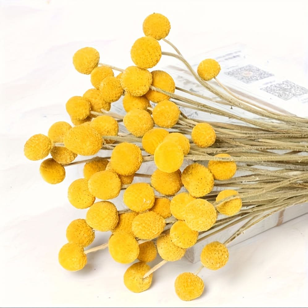 10/20/30pcs Dried Craspedia Flowers for Decor