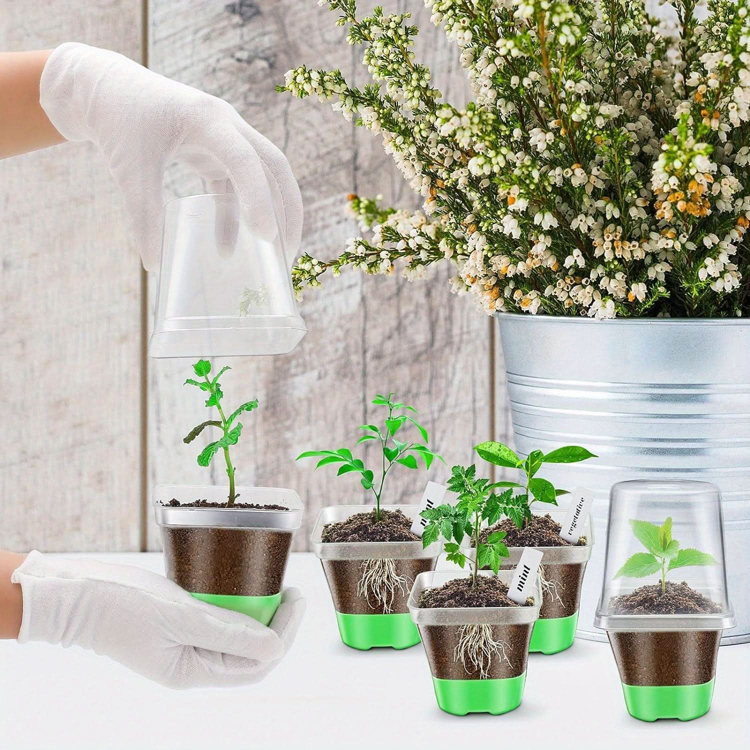 Clear Nursery Pots with Lid – 30-Pack Seed Starting Pots