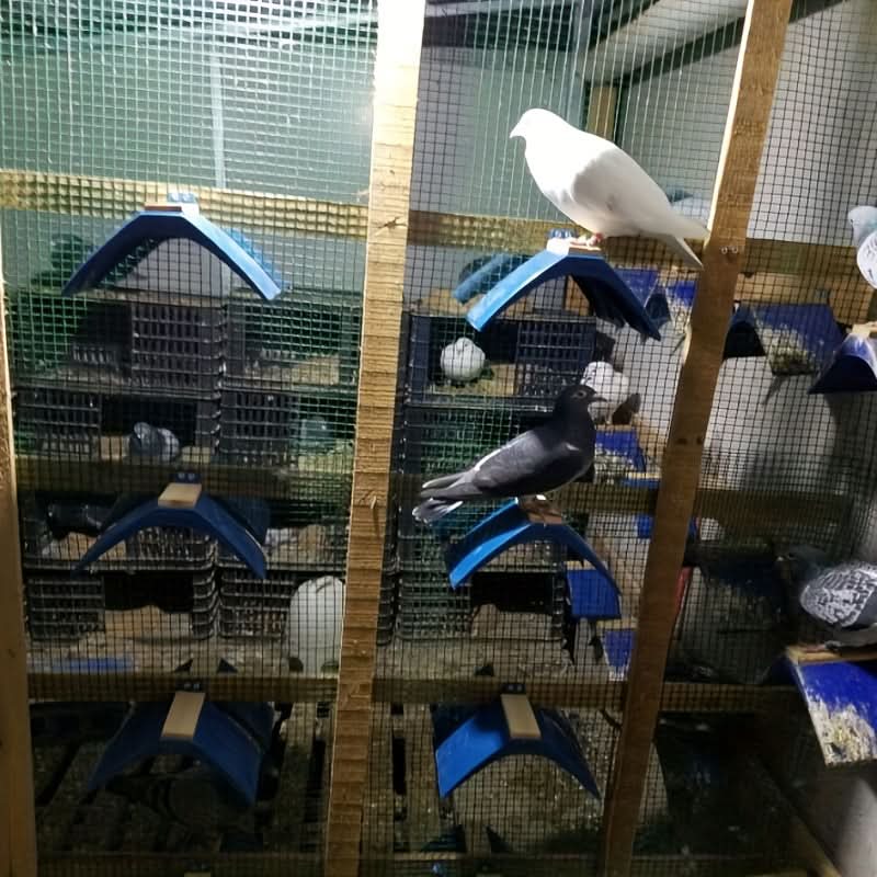 10-Piece Durable PC Pigeon Perches – Rest Stands for Racing Birds