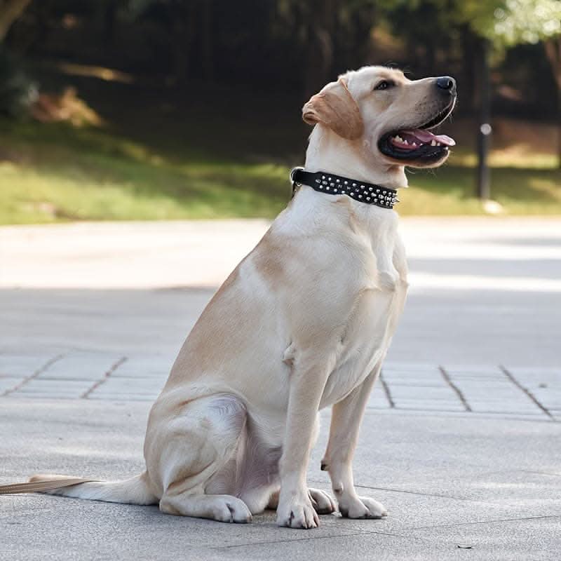 Adjustable Leather Spiked Dog Collar Set
