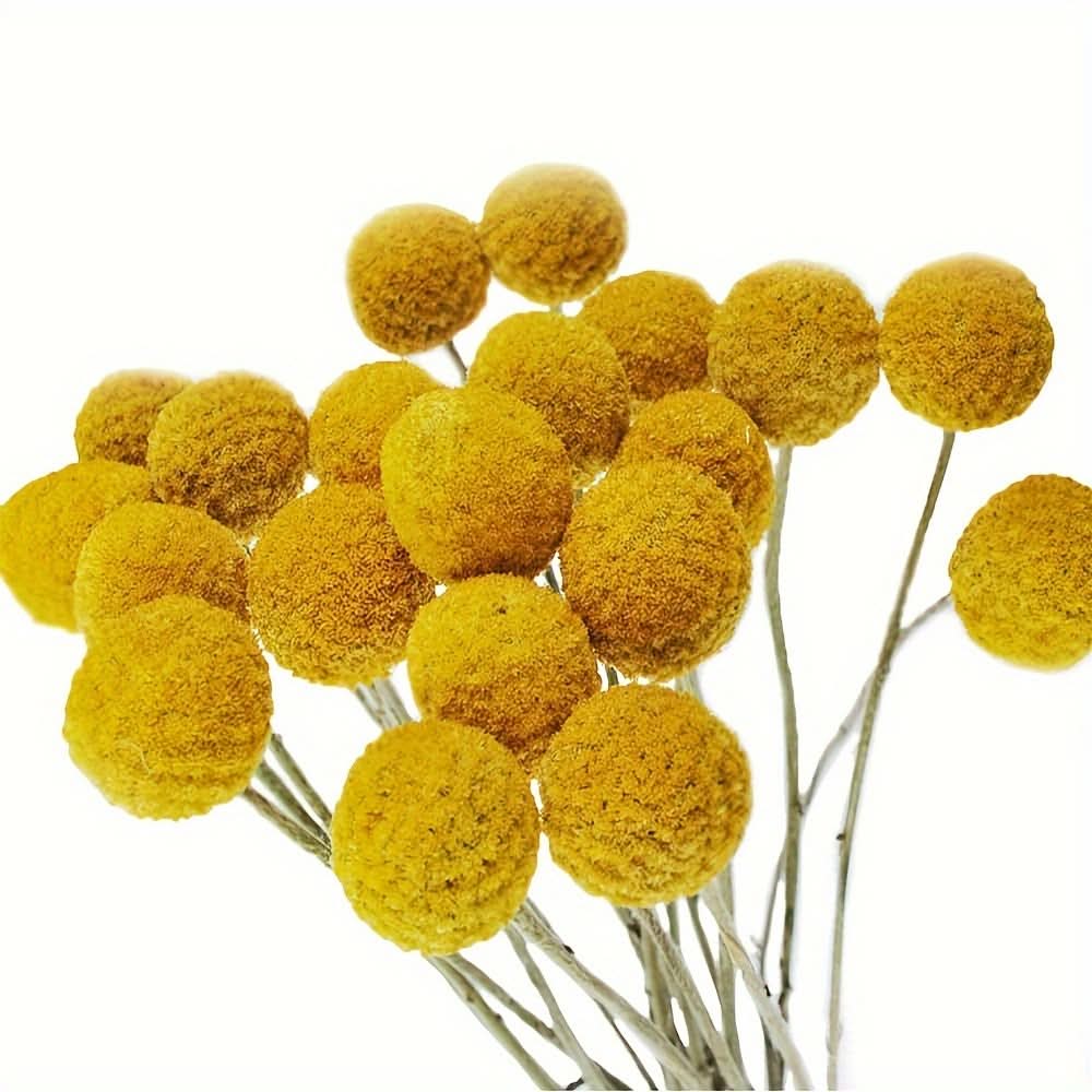 10/20/30pcs Dried Craspedia Flowers for Decor