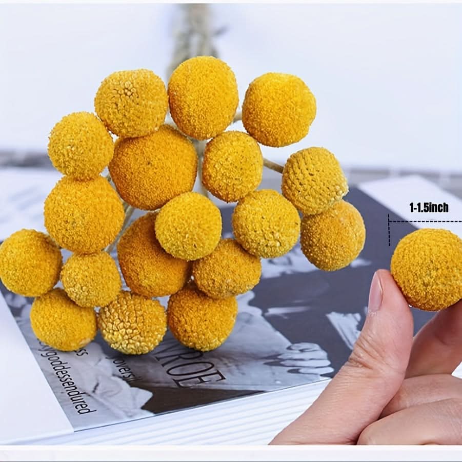 10/20/30pcs Dried Craspedia Flowers for Decor