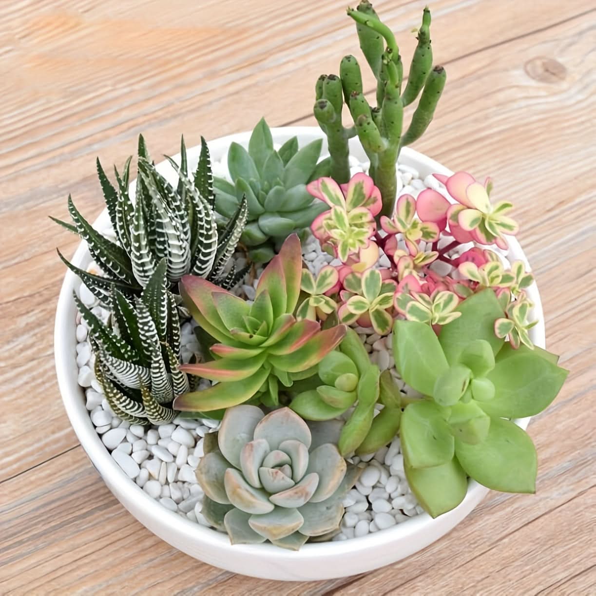 Modern White Ceramic Round Cactus Planter
