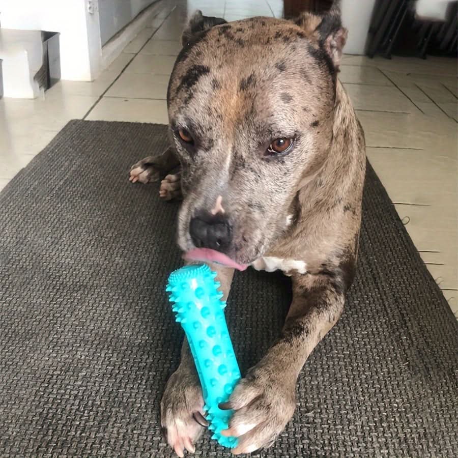 Durable Dog Chew Toothbrush for Cleaning