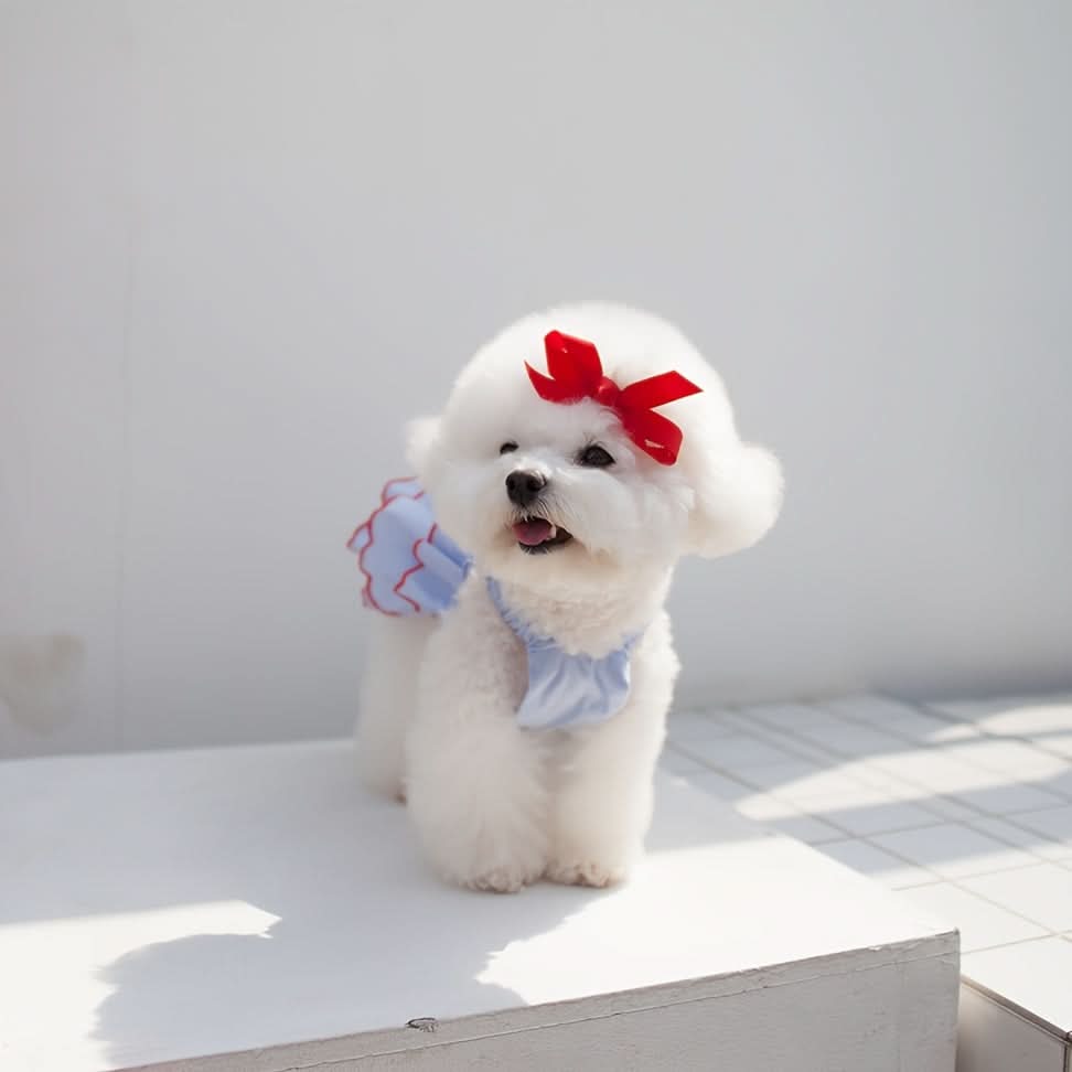 Soft Cat Recovery Suit – Anti-Lick Post-Surgery Jumpsuit