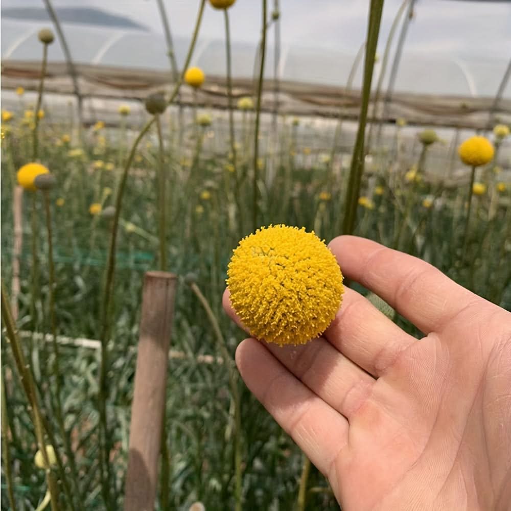 10/20/30pcs Dried Craspedia Flowers for Decor