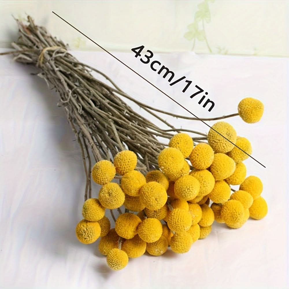 10/20/30pcs Dried Craspedia Flowers for Decor