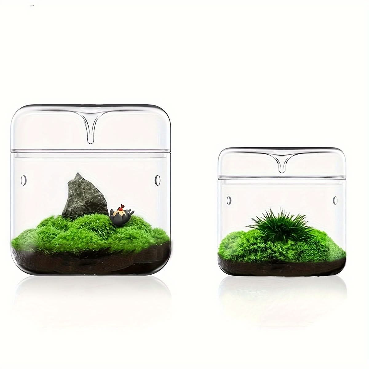 Mini Glass Vase for Plants & Moss