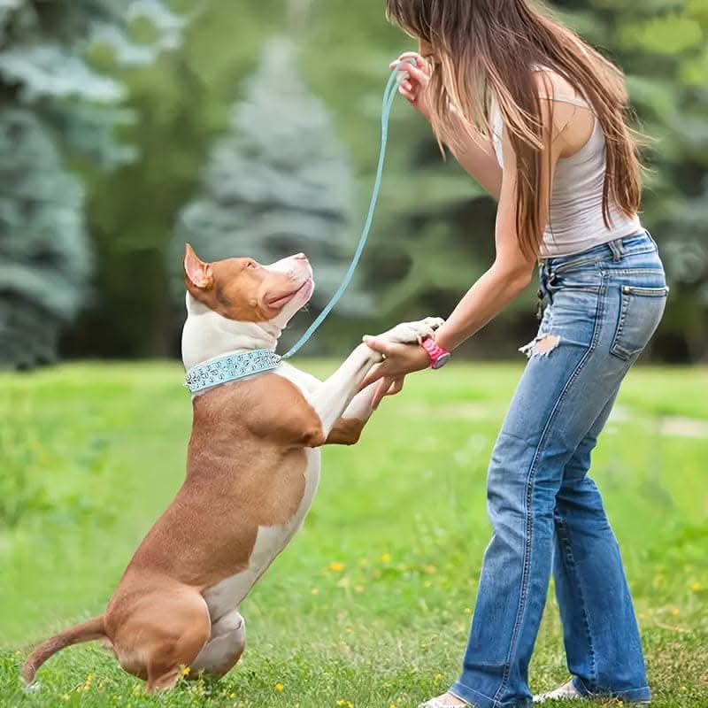 Adjustable Leather Spiked Dog Collar Set