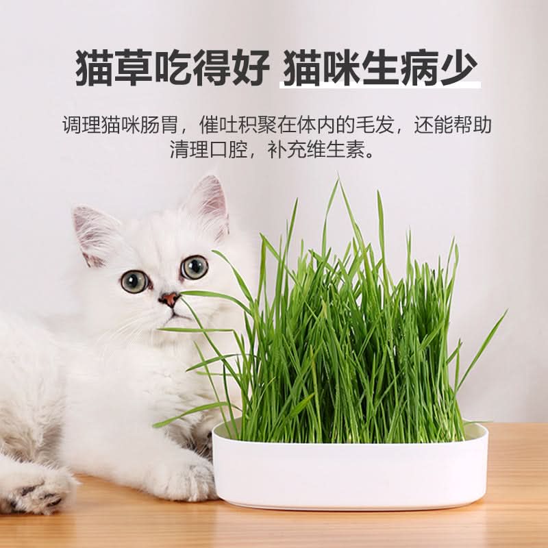 Cat Grass Growing Kit with Bowls