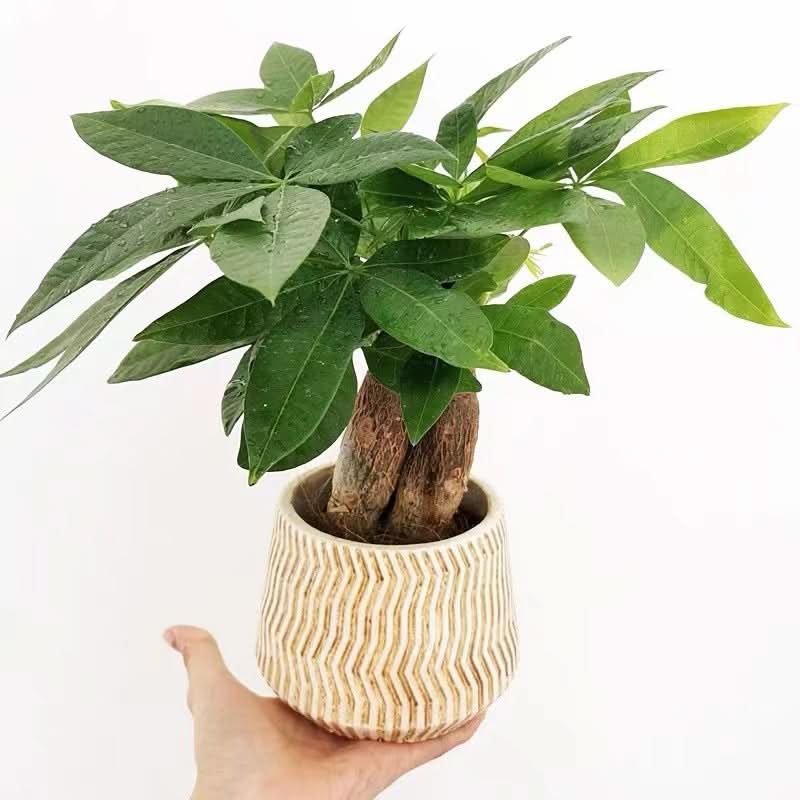 Creative Cement Succulent Basin - 3D Lines Flower Pot