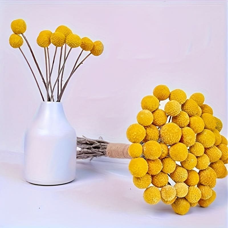 10/20/30pcs Dried Craspedia Flowers for Decor
