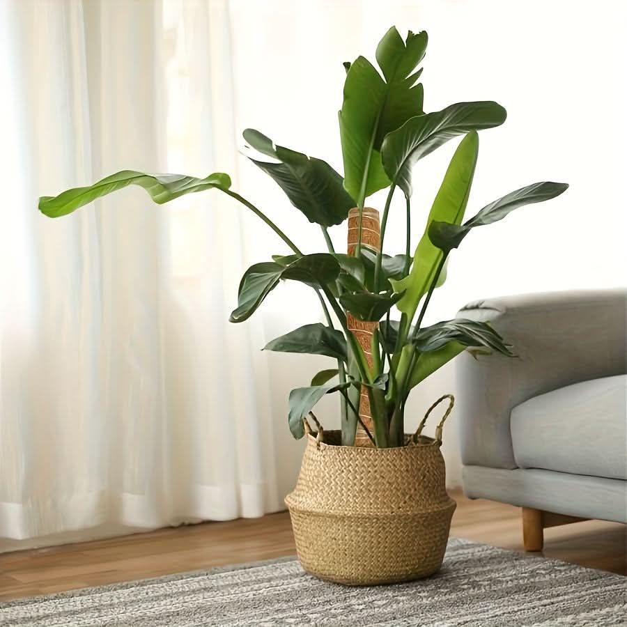 Stackable Wooden Moss Pole for Climbing Plants