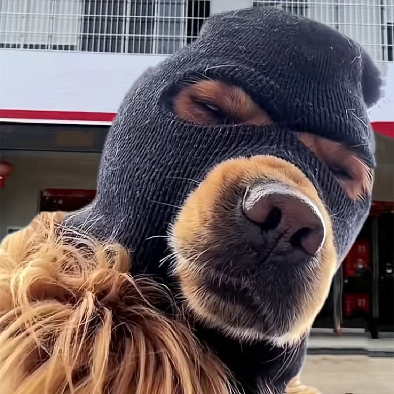 2pcs Dog Winter Hat & Glasses Set