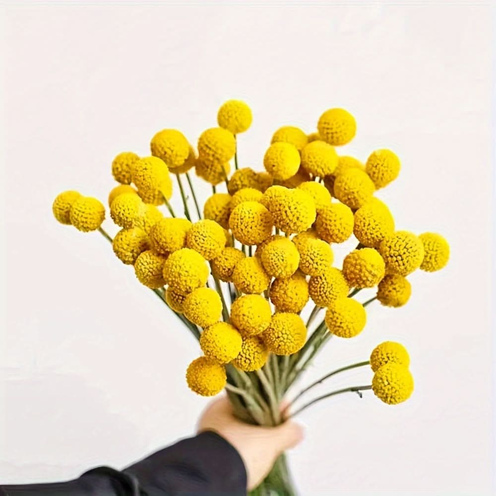 10/20/30pcs Dried Craspedia Flowers for Decor