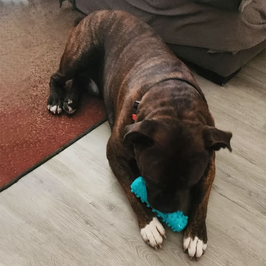 Durable Dog Chew Toothbrush for Cleaning
