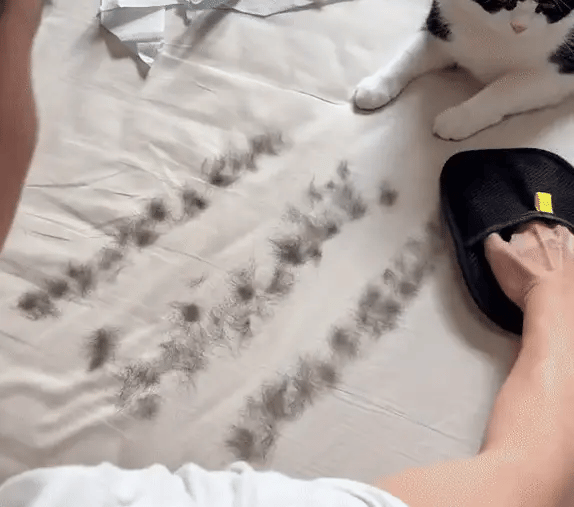 Pet Grooming Glove – Gentle Deshedding & Hair Removal for Dogs & Cats