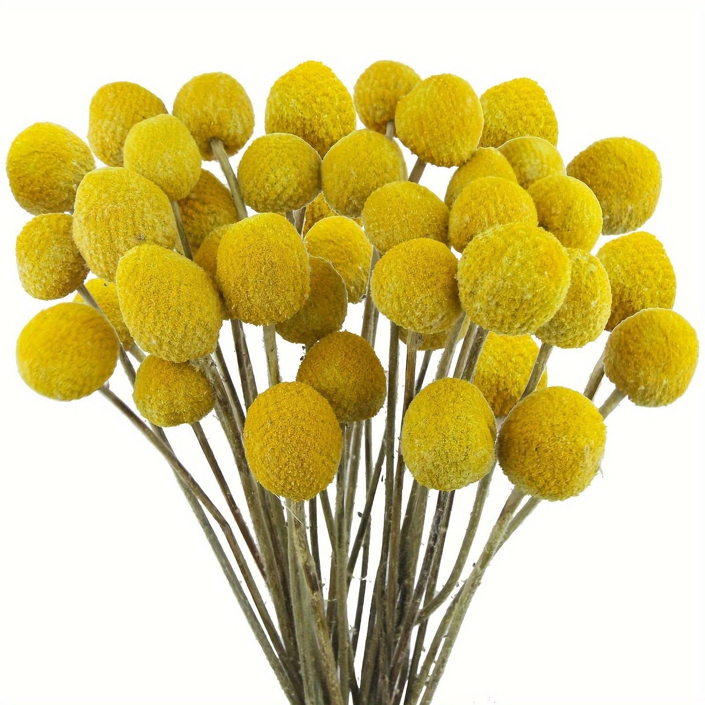 10/20/30pcs Dried Craspedia Flowers for Decor